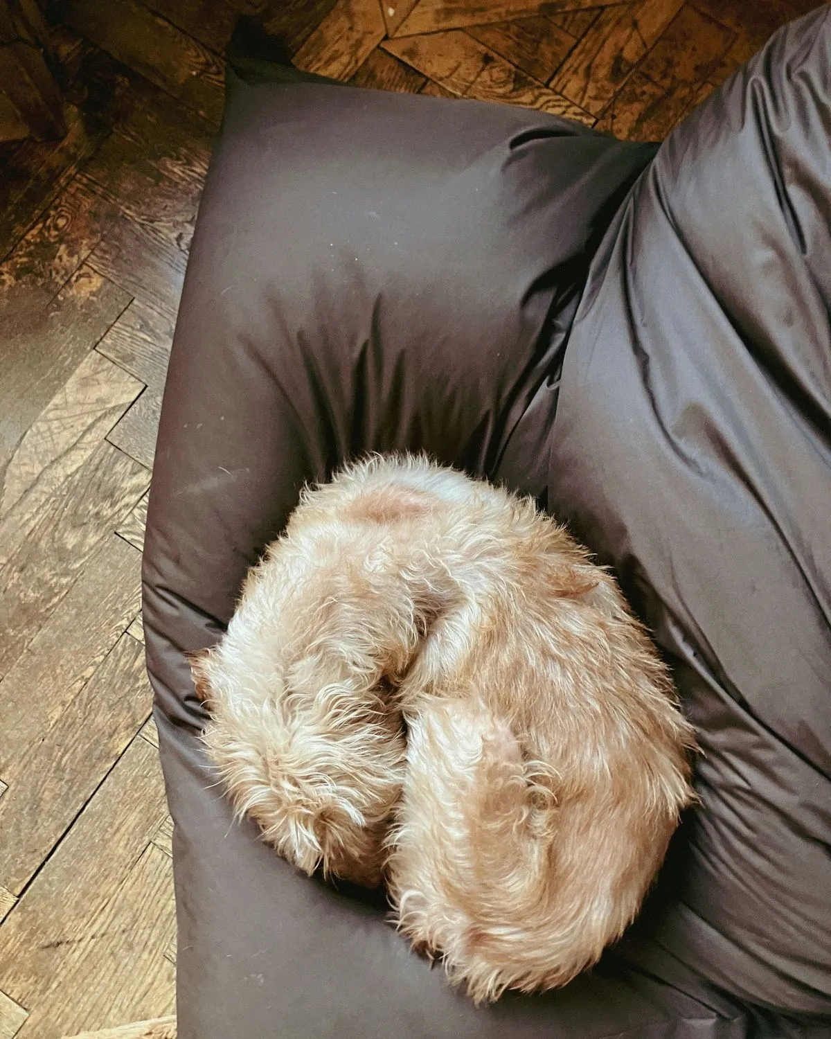 A dog curled up asleep on the sofa, completely at ease