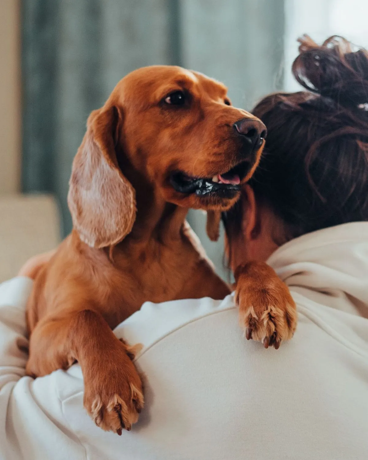 A cocker spaniel mid-hug with his favorite person
