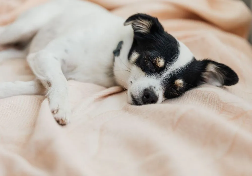 A small dog asleep on a cream blanket — grandma's favorite photo
