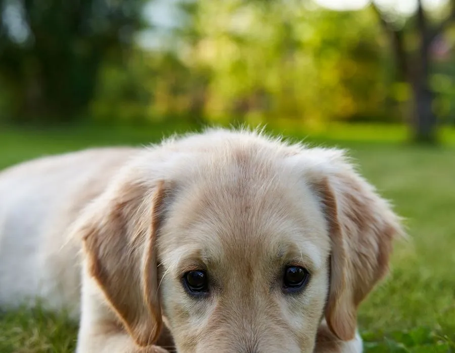 A golden retriever puppy discovering grass