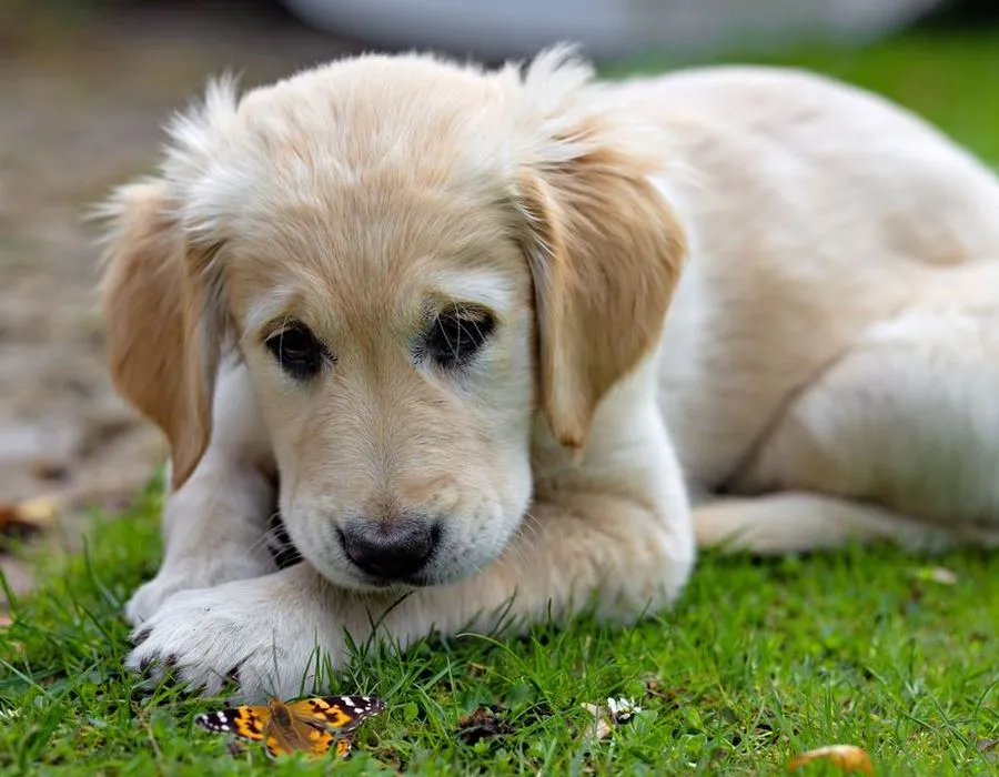 The same puppy, deeply suspicious of a butterfly